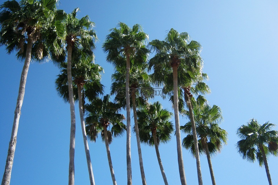 棕榈树,佛罗里达,假期
