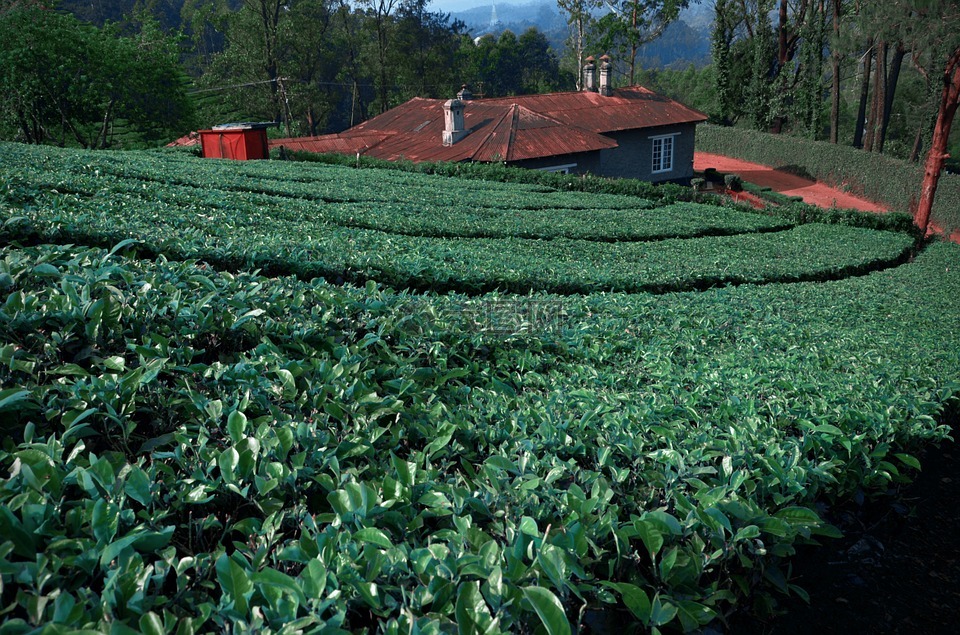 茶叶,茶花园,南印度