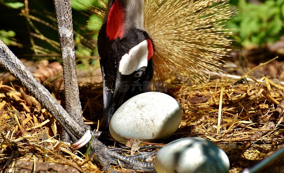 灰冠的鹤,蛋,鸟巢