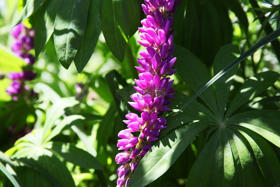 夏季花卉,紫色的花朵,特写