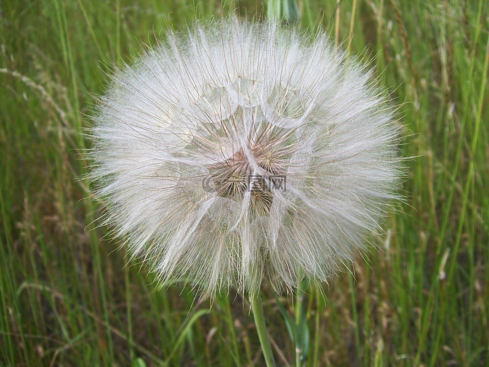 蒲公英,苦苣菜,寻常型