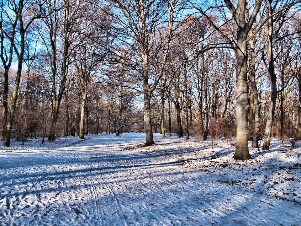 公园,冬天,蒂尔加滕