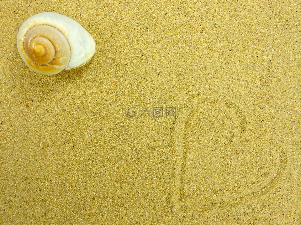 沙,海滩,外壳