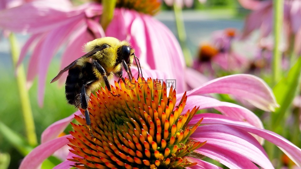 蜜蜂,coneflower,昆虫