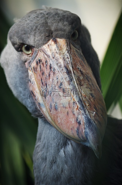 člnozobec皇家,鸟,史前