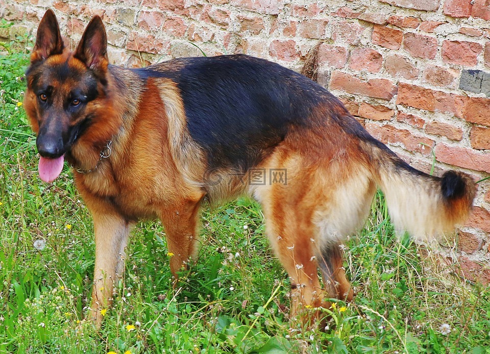 德国牧羊犬,狗,家养