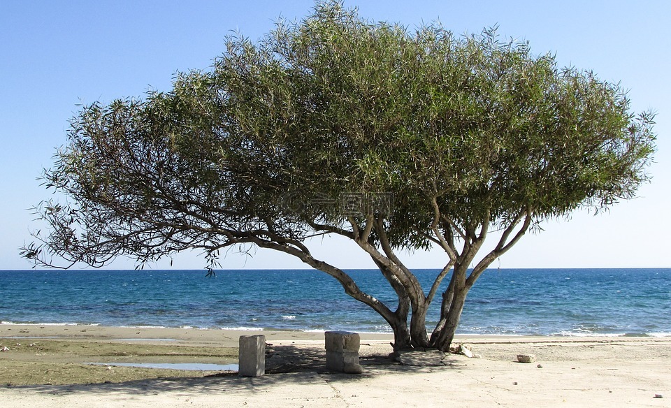 树,海滩,海边