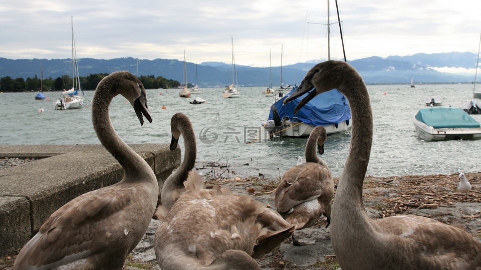 谈话,湖,小天鹅