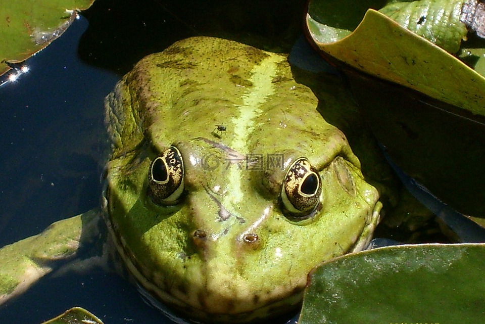 青蛙,绿色,大