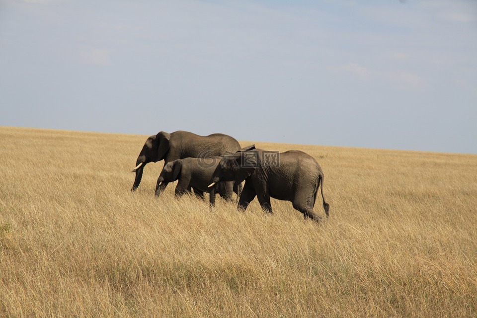 大象,家庭,非洲