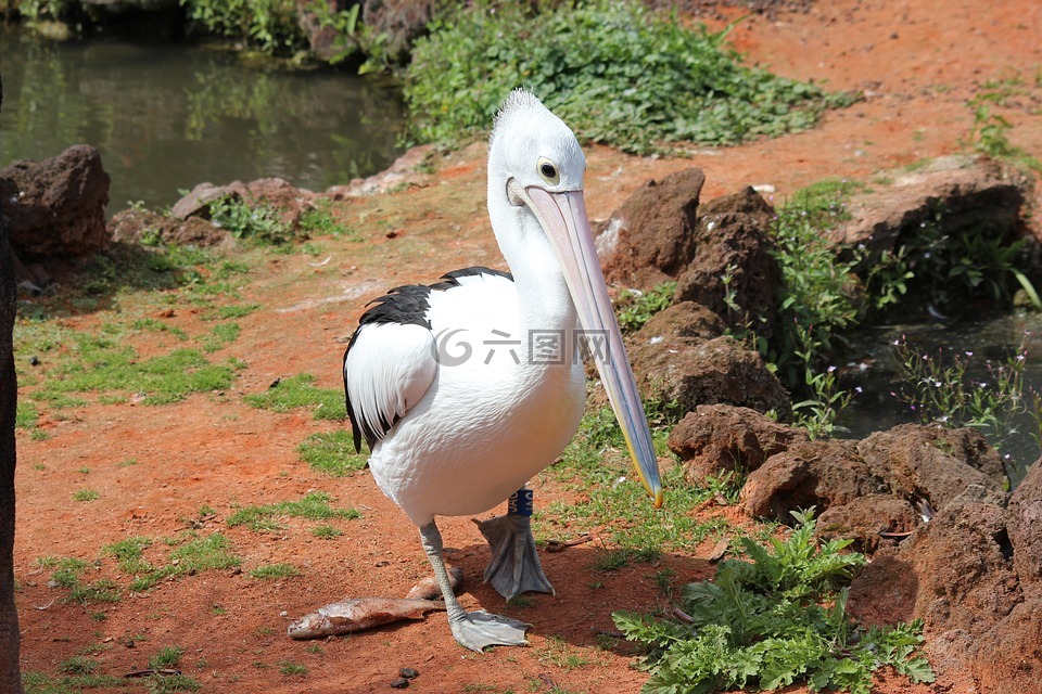 公园,钢笔,掌状