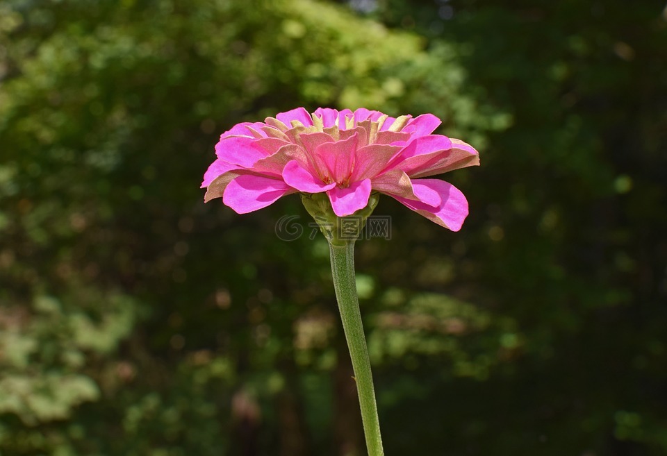 粉红色和绿色的百日草,侧视图,花