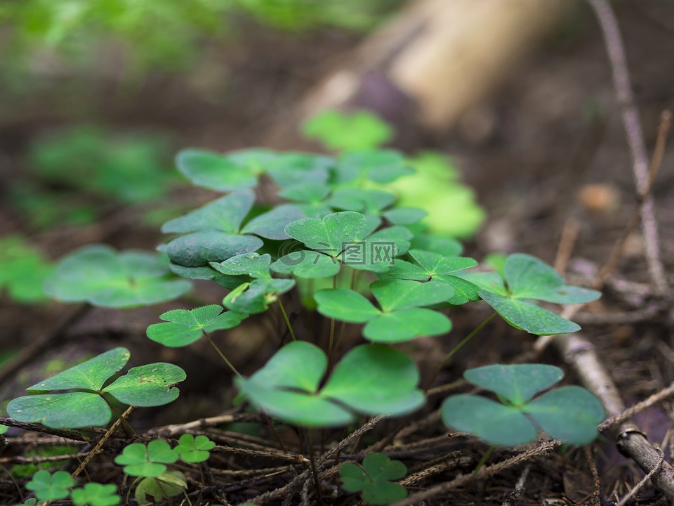 三葉草,三葉,植物