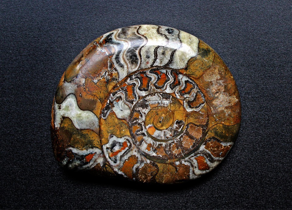 石化,蜗牛,化石