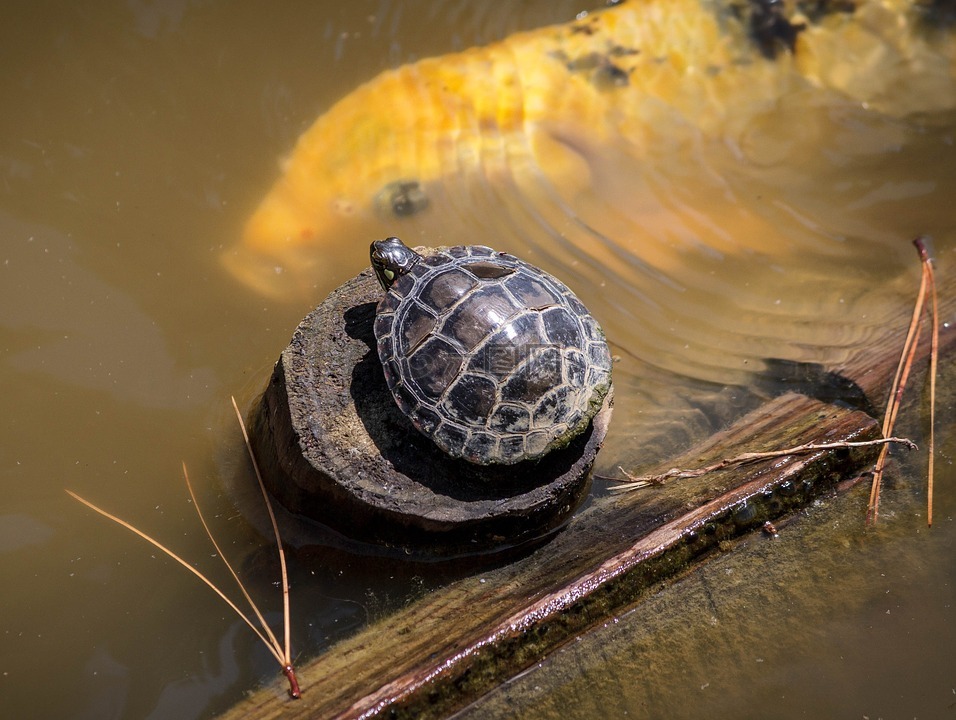 乌龟的种类唯美图片