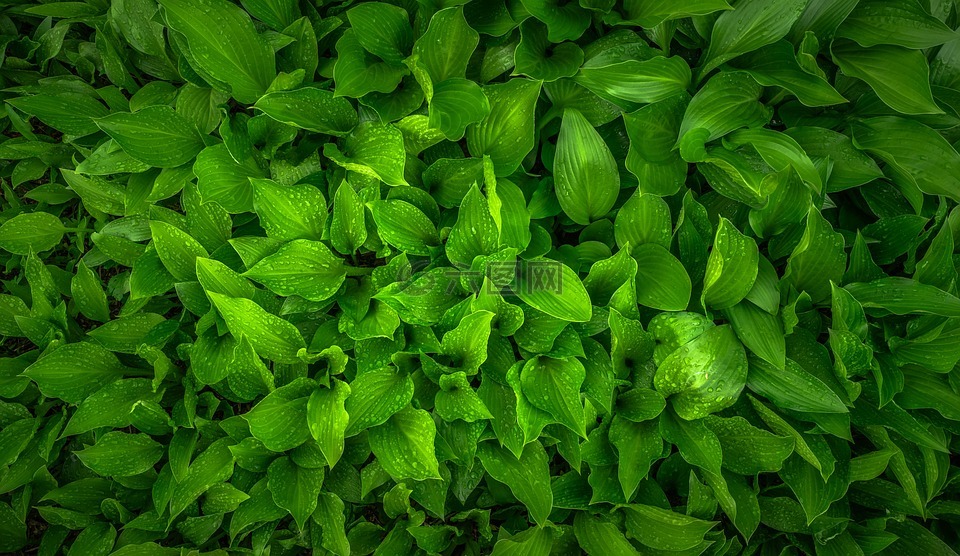 叶,大自然,绿色