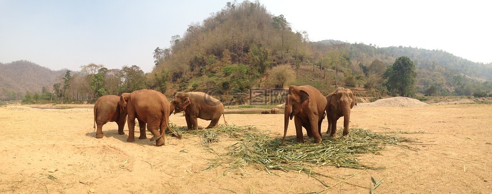 大象,泰国,大象储备