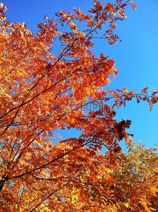 金色的秋天,蓝色的天空,秋季森林