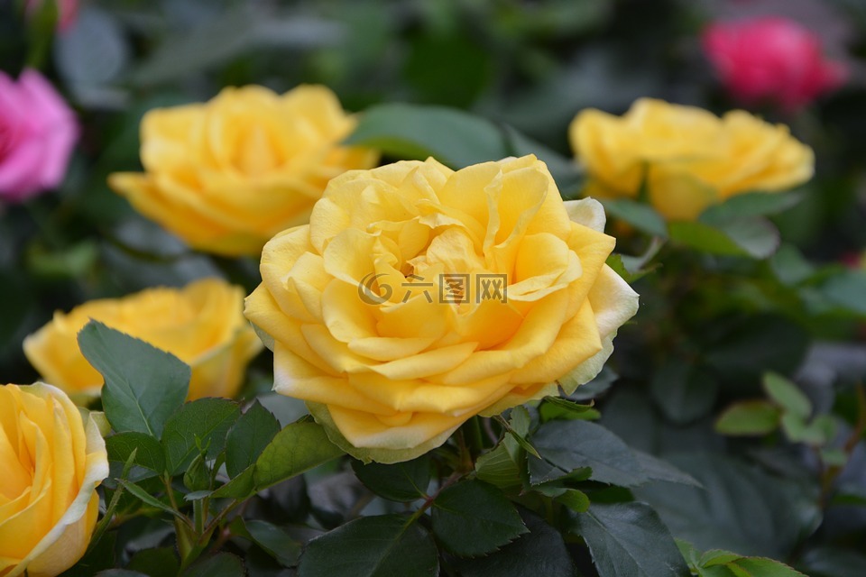 黄色玫瑰,鲜花,灌木