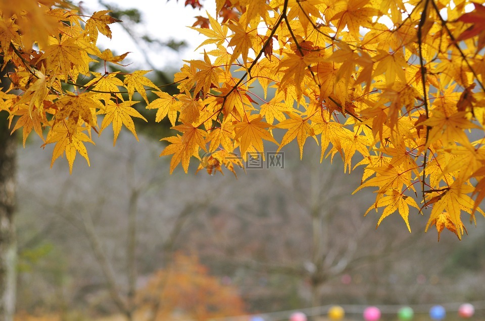 秋天的树叶,黄色的树叶,秋季