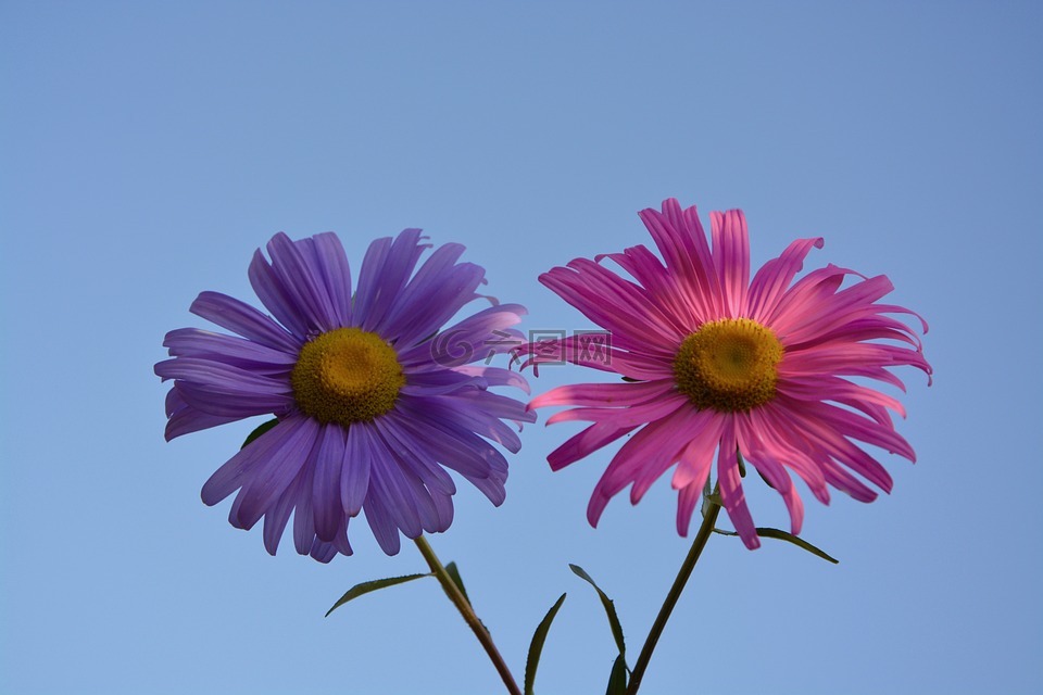 鲜花,粉色,紫