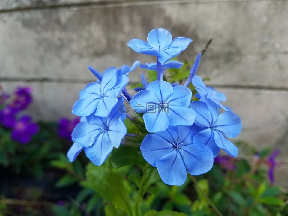 蓝呆,鲜花,蓝色