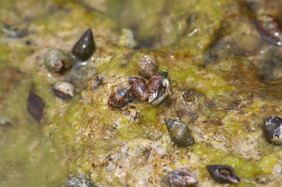 蜗牛,蜗牛壳,海藻海