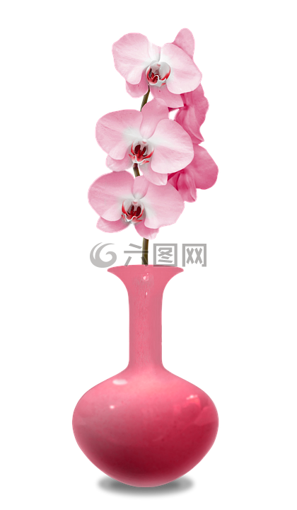 花瓶,兰花,粉色