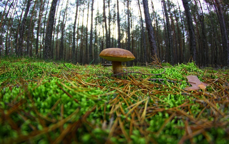 蘑菇,板栗牛肝菌,森林