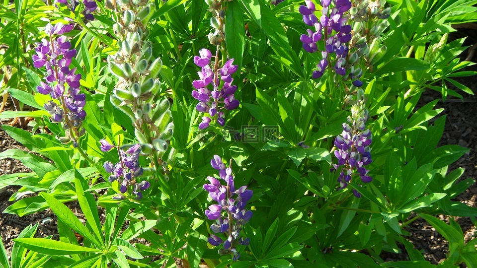 lupines,鲜花,花园