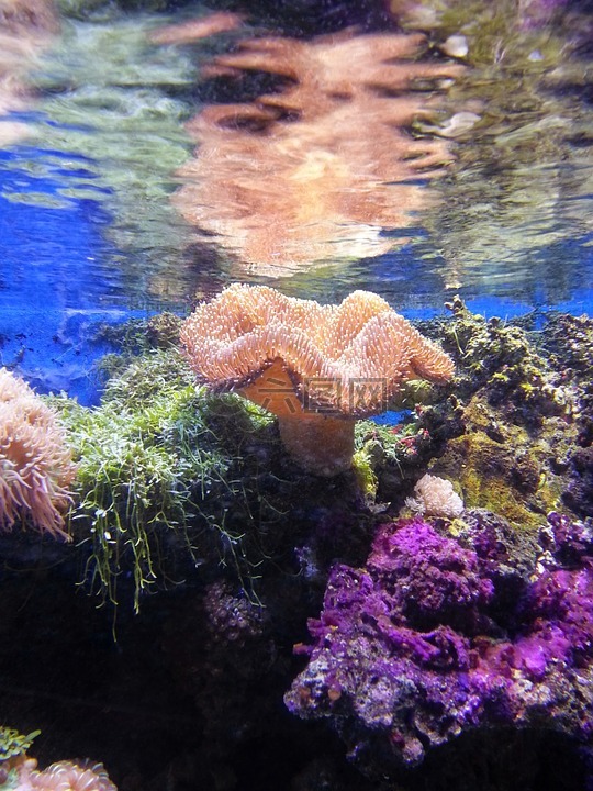 珊瑚,海下,海上生活