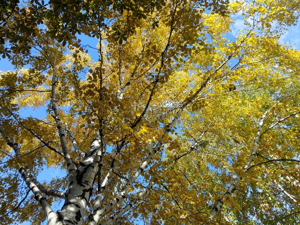 秋性质,秋birch,秋日