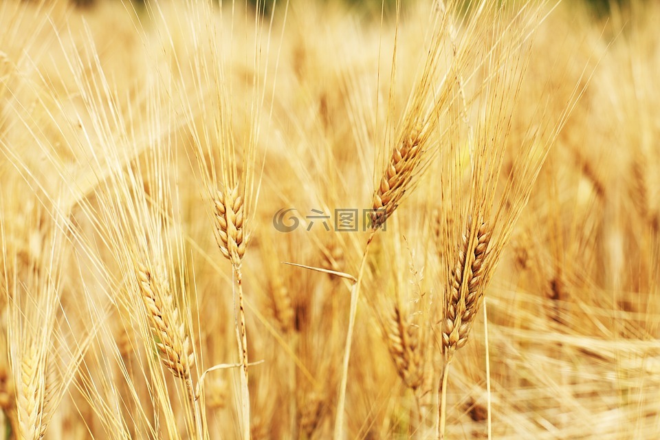 麦田,小麦,谷物