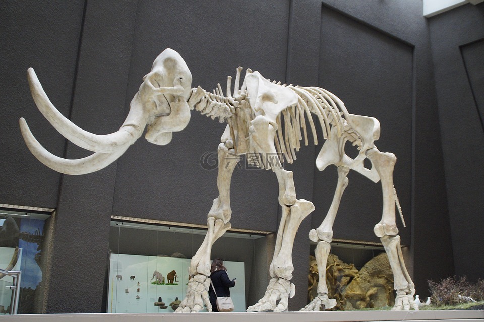 猛犸象,骨架,博物馆