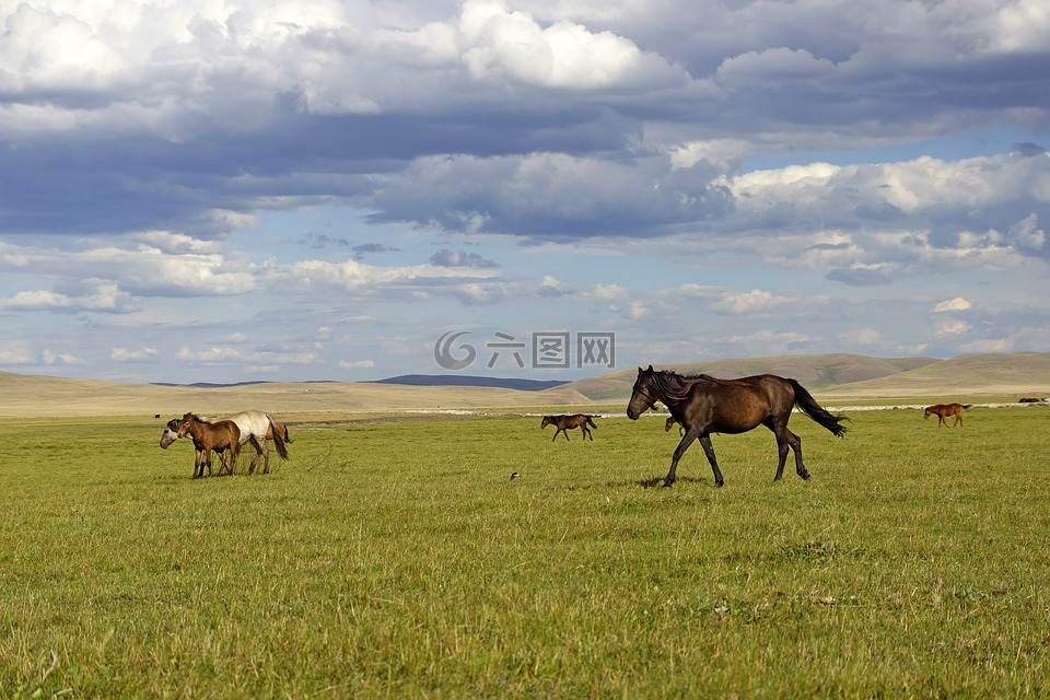 草原,马群,头马