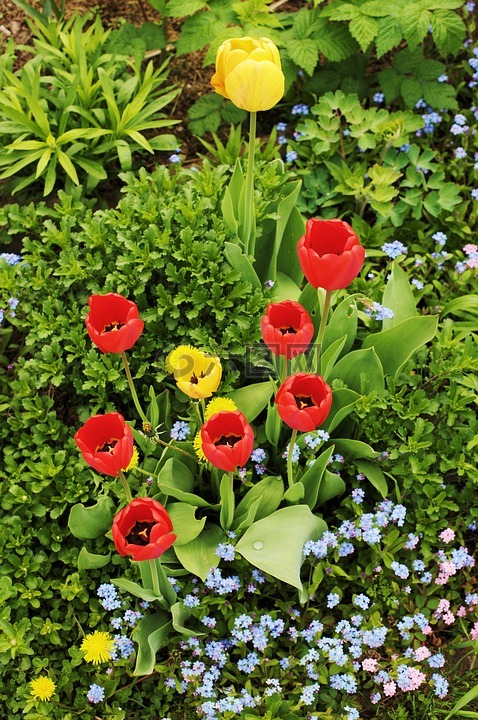 鬱金香,花園,春天