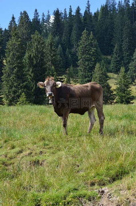 牛,景观,高山草甸