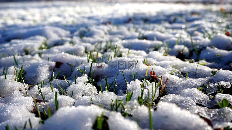 雪,草,蓬松