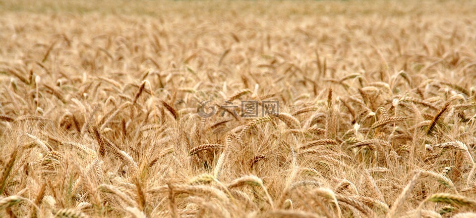 麦田,谷物,小麦