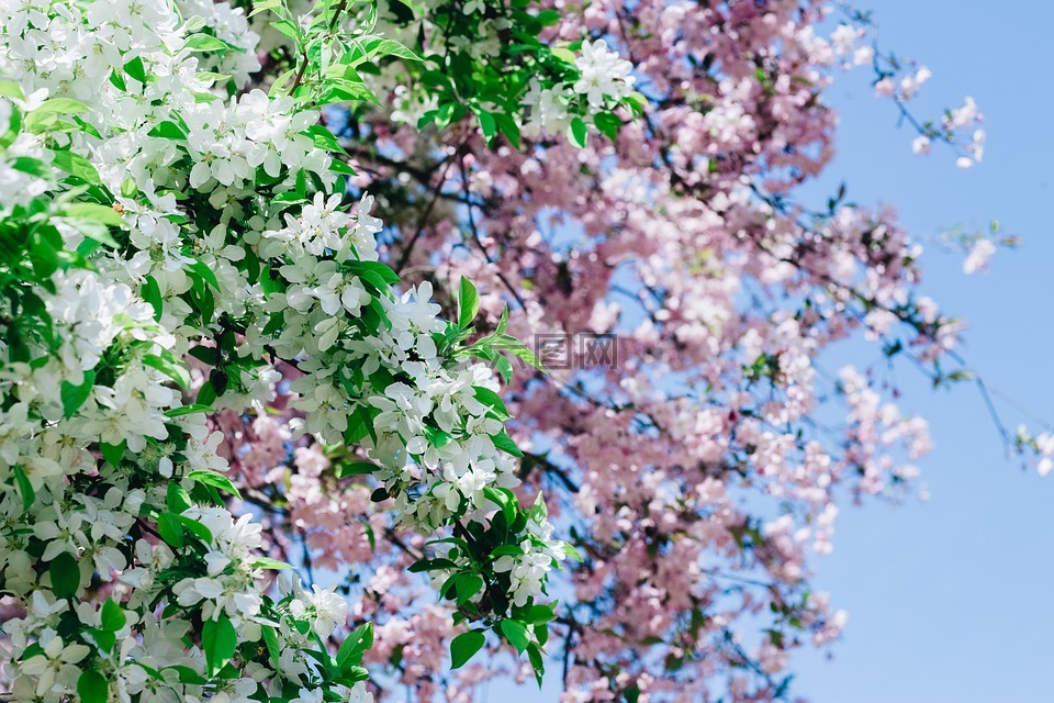 樱花,花,桃花