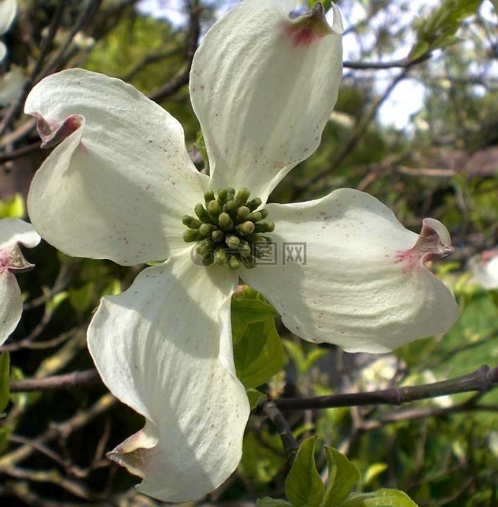 山茱萸花,开花,山茱萸