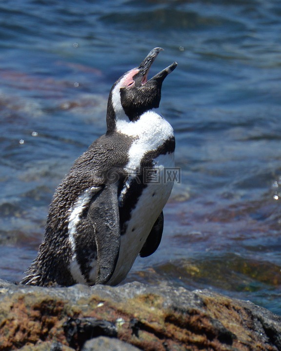 企鹅,南非,贝蒂斯湾