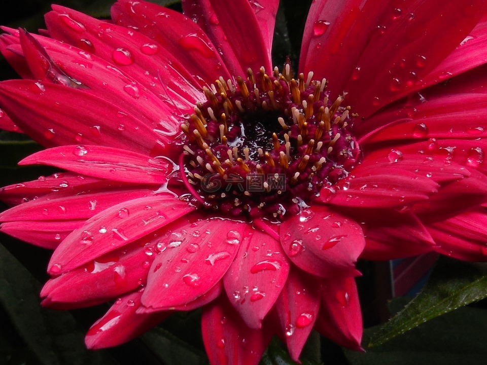 非洲菊,雏菊,花