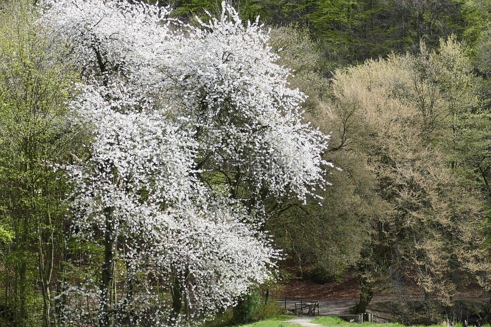 春天,樱花,修道院公园