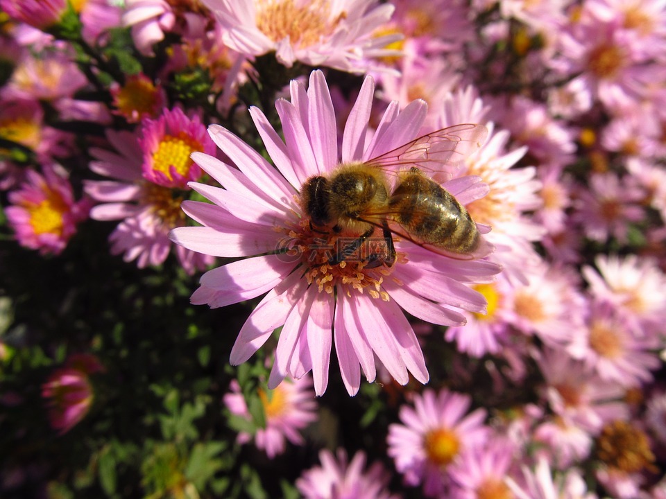 蜜蜂,花,飞