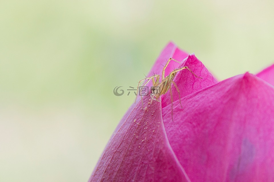蜘蛛。,莲花,粉红色的荷花