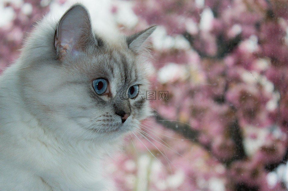 猫,西伯利亚森林猫,蓝色的眼睛