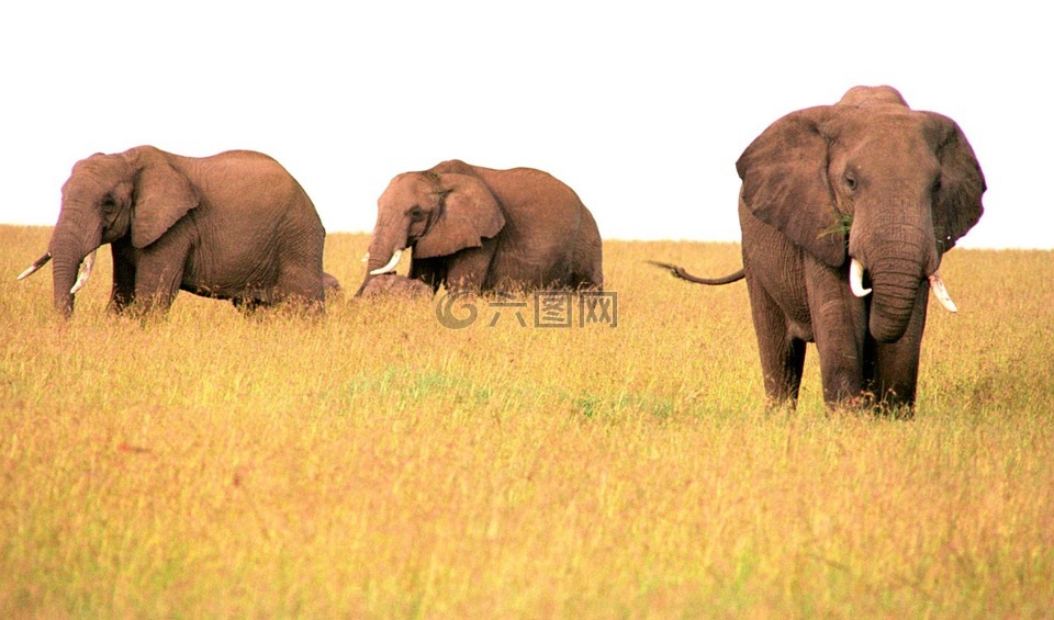 象,非洲,野生动物