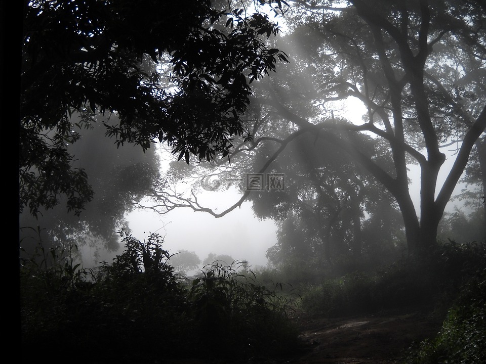 伍兹,雾,几内亚