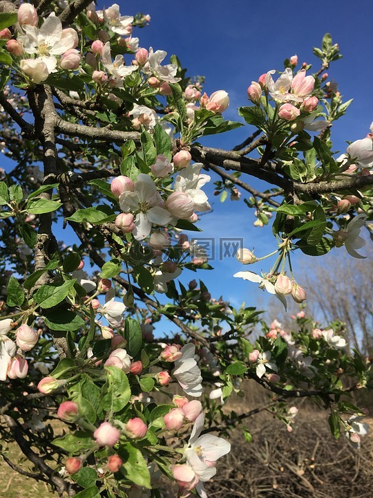 蘋果花蘋果樹春